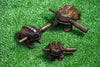 Assorted set of 6 Thai Hand Carved Talking Frog Instrument