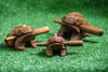 Assorted set of 6 Thai Hand Carved Talking Frog Instrument